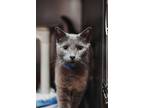 Adopt 73033A Blue-Pounce Cat Cafe a Domestic Short Hair