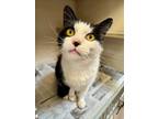 Adopt SKULLY a Domestic Short Hair