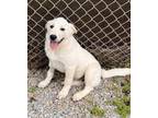 Adopt MAJOR a Great Pyrenees, Australian Cattle Dog / Blue Heeler