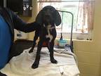 Adopt SHANE a Beagle, Labrador Retriever