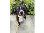 Adopt KING a Pit Bull Terrier, Mixed Breed