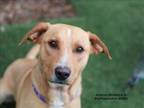 Adopt ROMULUS a Mixed Breed