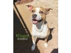 Adopt Wingzo a Pit Bull Terrier, Mixed Breed