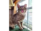 Adopt Collins a Tabby, Domestic Short Hair