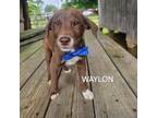 Adopt Waylon a Mixed Breed, Labrador Retriever