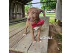 Adopt Wonka a Mixed Breed, Black Labrador Retriever