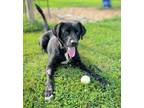 Adopt Shaw a Black Labrador Retriever