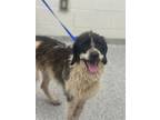 Adopt Chocolate Swirl a Border Collie, Mixed Breed