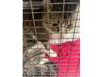 Adopt Soldier a Domestic Short Hair