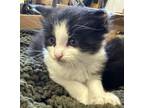 Adopt Rambo a Domestic Medium Hair