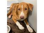 Adopt PARKER a Labrador Retriever, Mixed Breed