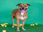 Adopt SCOTT a Black Mouth Cur, Mixed Breed