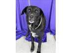 Adopt MUSHU a German Shepherd Dog, Mixed Breed