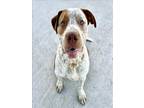 Adopt MARCO a Pit Bull Terrier, Mixed Breed