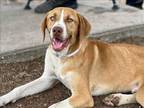 Adopt STEVE a Labrador Retriever, Mixed Breed