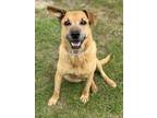 Adopt DYLAN a Labrador Retriever