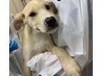 Adopt WORCHESTERSHIRE a Labrador Retriever