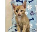 Adopt Jolene a Domestic Short Hair