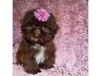 Shih Tzu Puppy for sale in Fort Mill, SC, USA