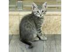 Adopt Hungry Hippo 9 a Domestic Short Hair