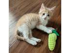 Adopt Ginger Root 8 a Domestic Short Hair