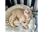 Adopt Strawberry Smoothie a Domestic Short Hair