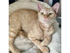 Adopt Strawberry Smoothie a Domestic Short Hair