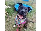 Adopt Eldorado a Dutch Shepherd, Pit Bull Terrier