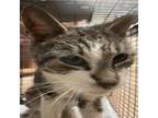 Adopt Johnny Catnip a Domestic Short Hair