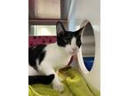 Adopt PANDA a Domestic Short Hair