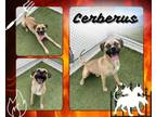 Adopt CERBERUS a Cane Corso, Siberian Husky