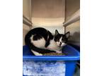 Adopt HUNTER a Domestic Short Hair