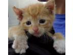 Adopt CRUNCHY a Domestic Short Hair