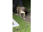 Adopt BULLIT a Pit Bull Terrier, Mixed Breed