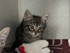 Adopt BENJI a Domestic Short Hair