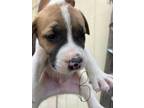 Adopt FRAPPE a Mixed Breed