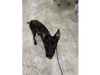 Adopt Forest a Dutch Shepherd, Mixed Breed