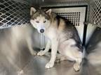 Adopt Bear a Siberian Husky, Mixed Breed