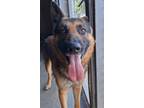 Adopt Dax a German Shepherd Dog, Mixed Breed