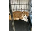 Adopt Little Fred (Freddie) a Domestic Short Hair