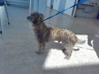 Adopt 55946258 a Terrier, Mixed Breed