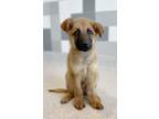 Adopt Benji a German Shepherd Dog, Mixed Breed
