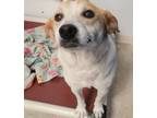 Adopt 55941955 a Terrier, Mixed Breed