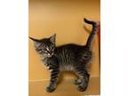 Adopt Morel a Domestic Short Hair