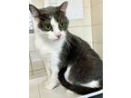 Adopt Milo a Domestic Short Hair