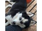 Adopt KAINE a Siberian Husky