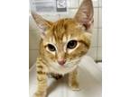 Adopt FIDO a Domestic Short Hair