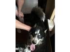 Adopt SHADOW a Husky