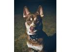 Adopt ANAKIN a Husky