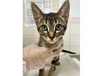 Adopt SOCKS a Domestic Short Hair